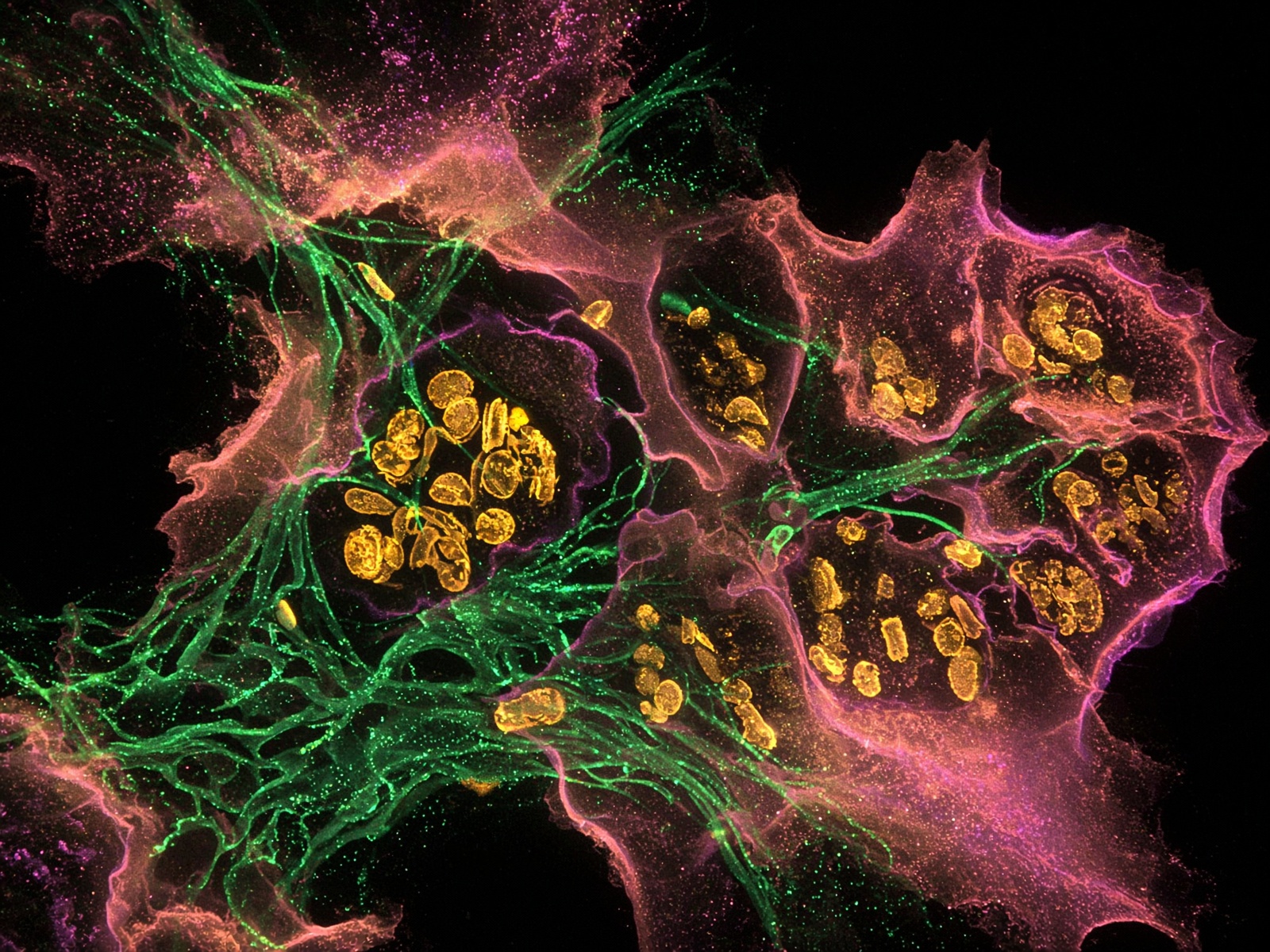 Living cells glowing in emerald, gold, and magenta